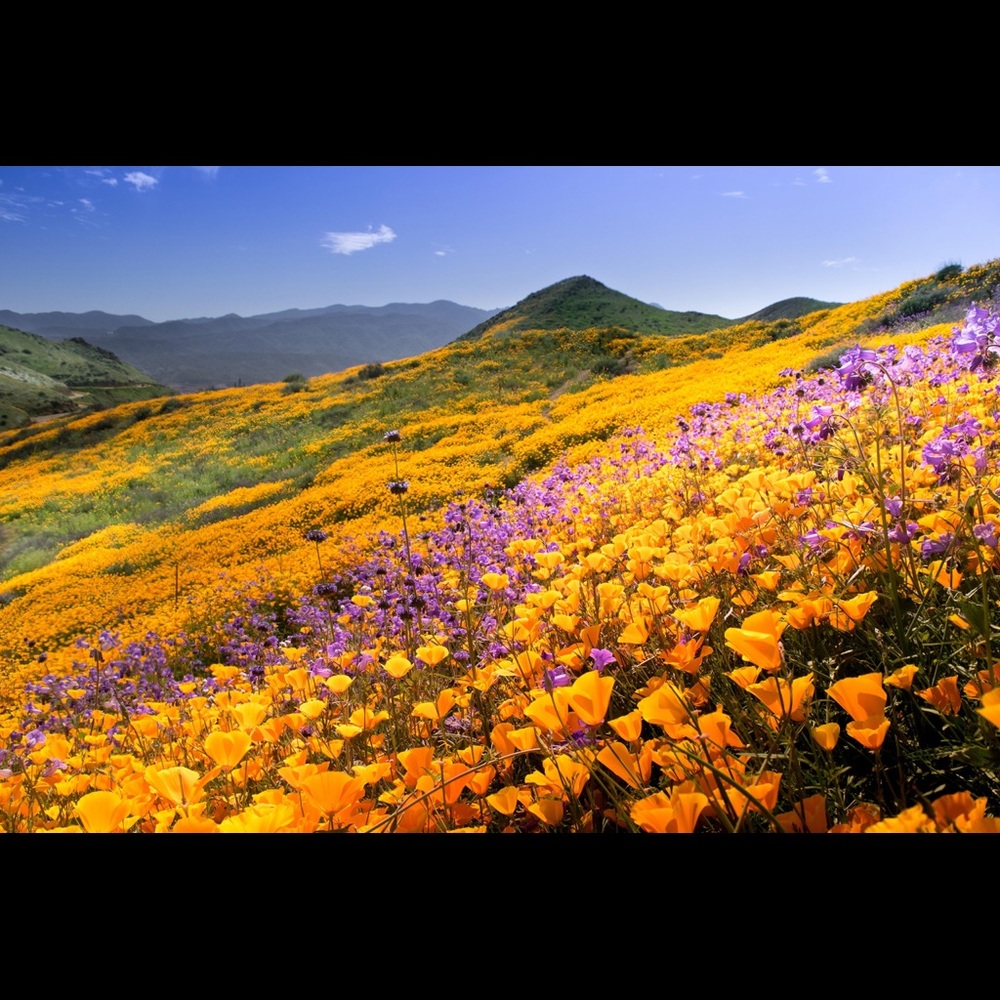 Meet your Posher, Mireille